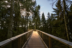 empty brown wooden hanging bridge in green leaf trees under blue sky