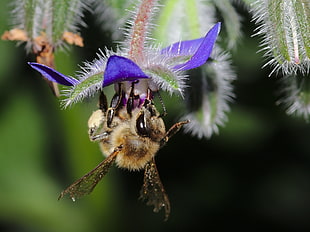 shallow depth of field photography of brown Bee on purple flower, borage