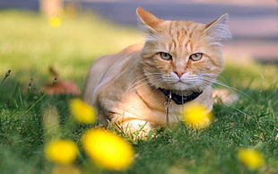orange tabby cat on green lawn grass