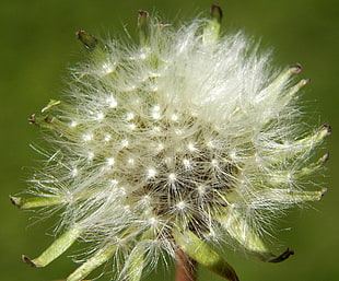 white Dandelion seed head