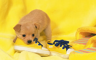 brown puppy on yellow sneakers
