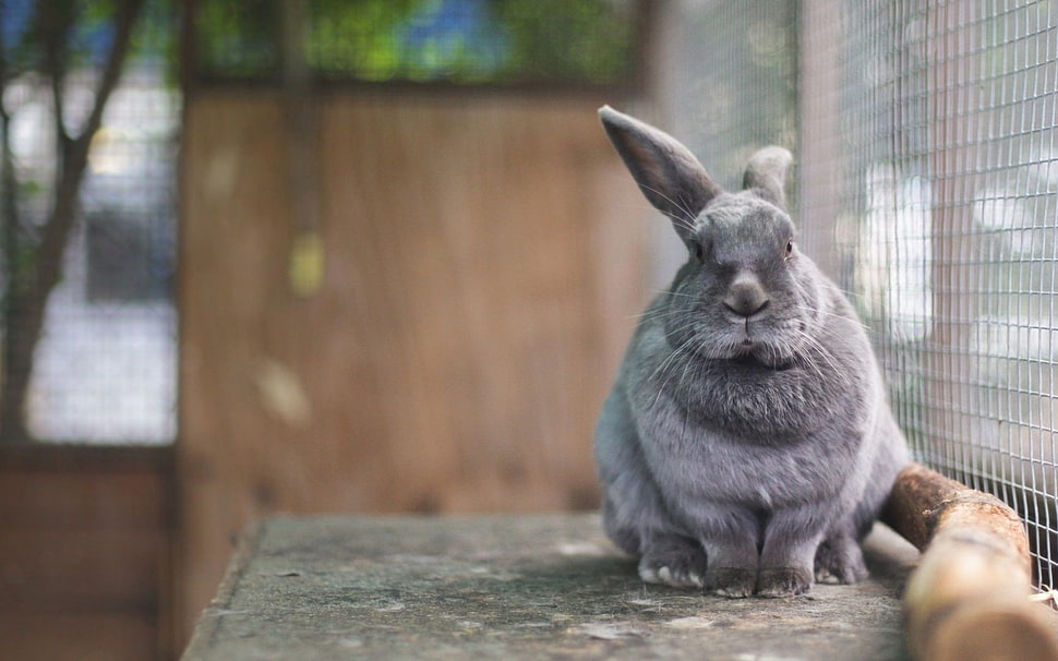selective focus photography of gray rabbit HD wallpaper