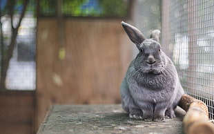 selective focus photography of gray rabbit