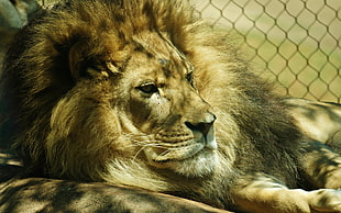 brown and black Lion photo