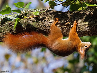 red squirrel, animals, squirrel, upside down