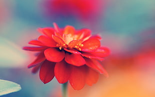 red petaled flower closeup photography