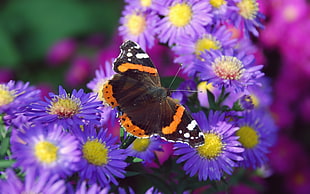 black and orange butterfly perched on flowers