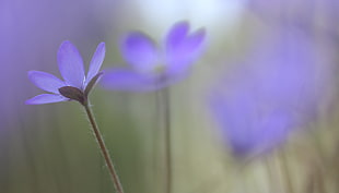 purple Crocus shallow focus photography, hepatica