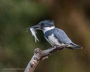 Belted Kingfisher eating fish perching on branch