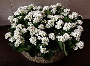 white petaled flower bouquet