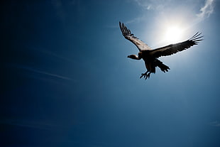 flying vulture under clear sky during daytime
