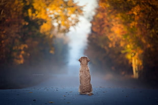 short-coated brown dog, dog, fall, leaves, blue
