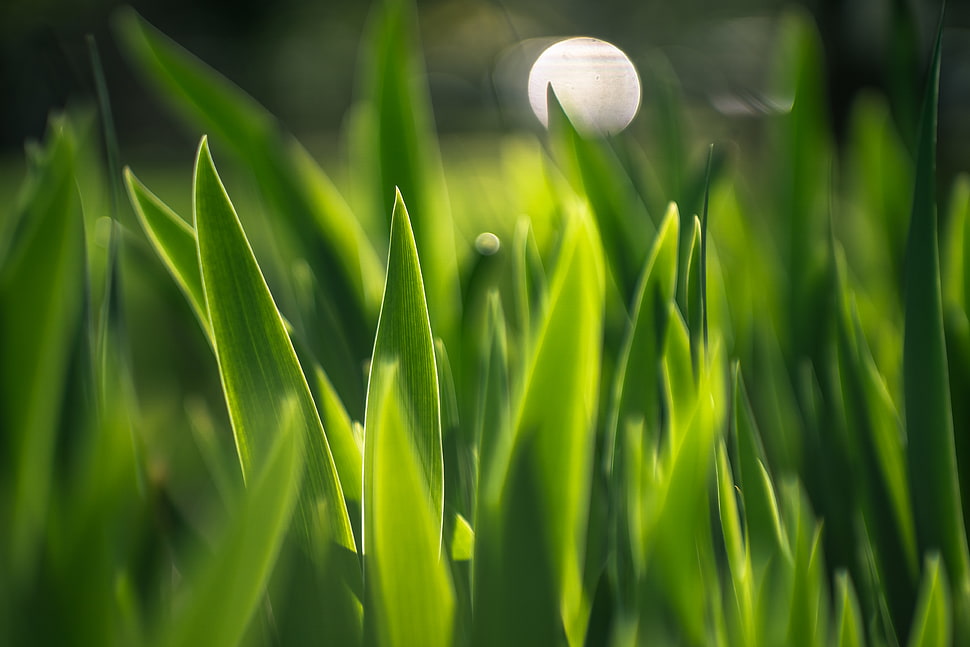 green linear leaves during daytime HD wallpaper