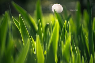 green linear leaves during daytime