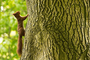 brown squirrel, Squirrel, Tree, Climb