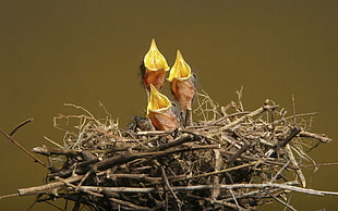 shallow focus photography of three birds