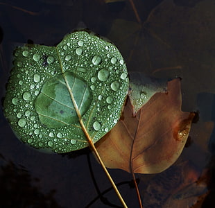 photo of green leaf with water droplets