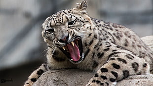 Snow leopard, Sagar, Snow  Leopard, Portrait