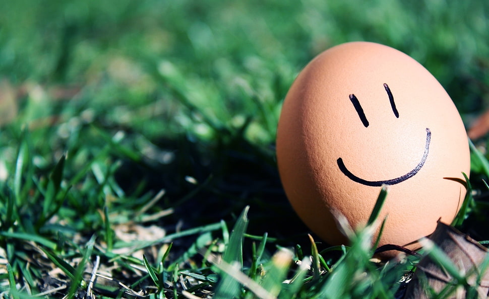 brown egg with smiley photo HD wallpaper