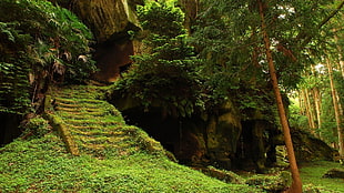 photo of caverns during daytime, overgrown, stairs