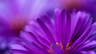 selective focus photography of purple daisy flower HD wallpaper