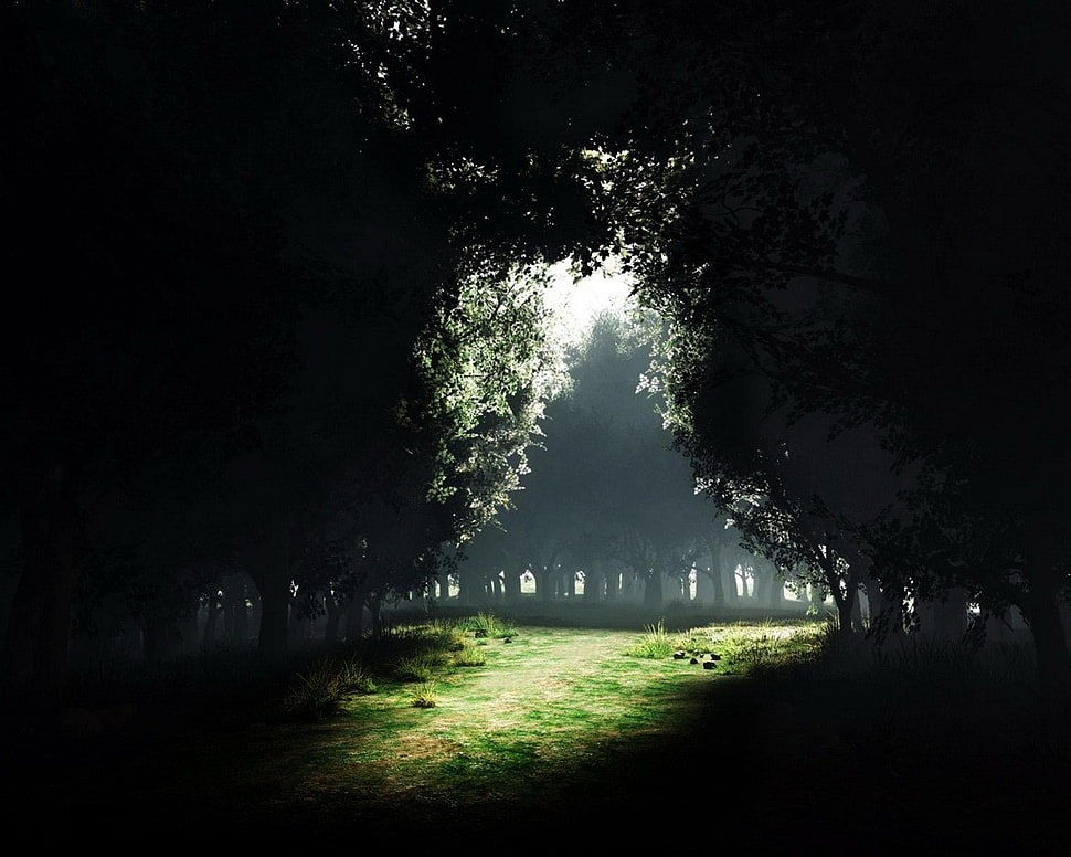 green trees, trees, mist, Sun, forest HD wallpaper