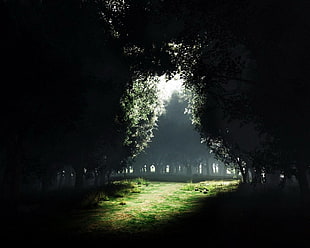 green trees, trees, mist, Sun, forest