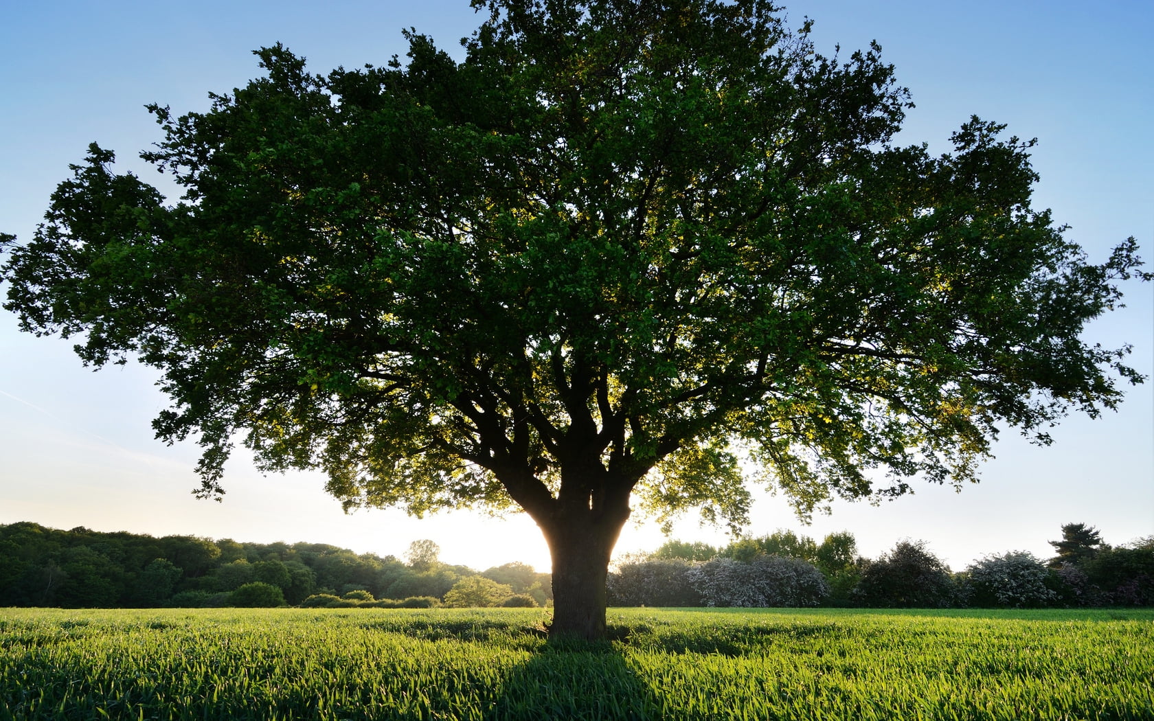 lone tree standing under sunlight during daytime