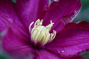 pink Clematis flower in bloom close-up photo, lyon