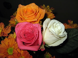 three pink, white, and orange roses