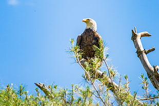 bald eagle perching on tree branch