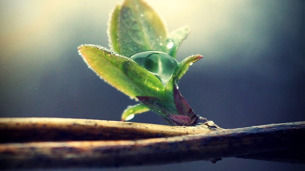 green leave plant HD wallpaper