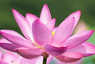 purple-and-white shallow focus of a flower, lotus flower