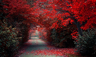 red trees