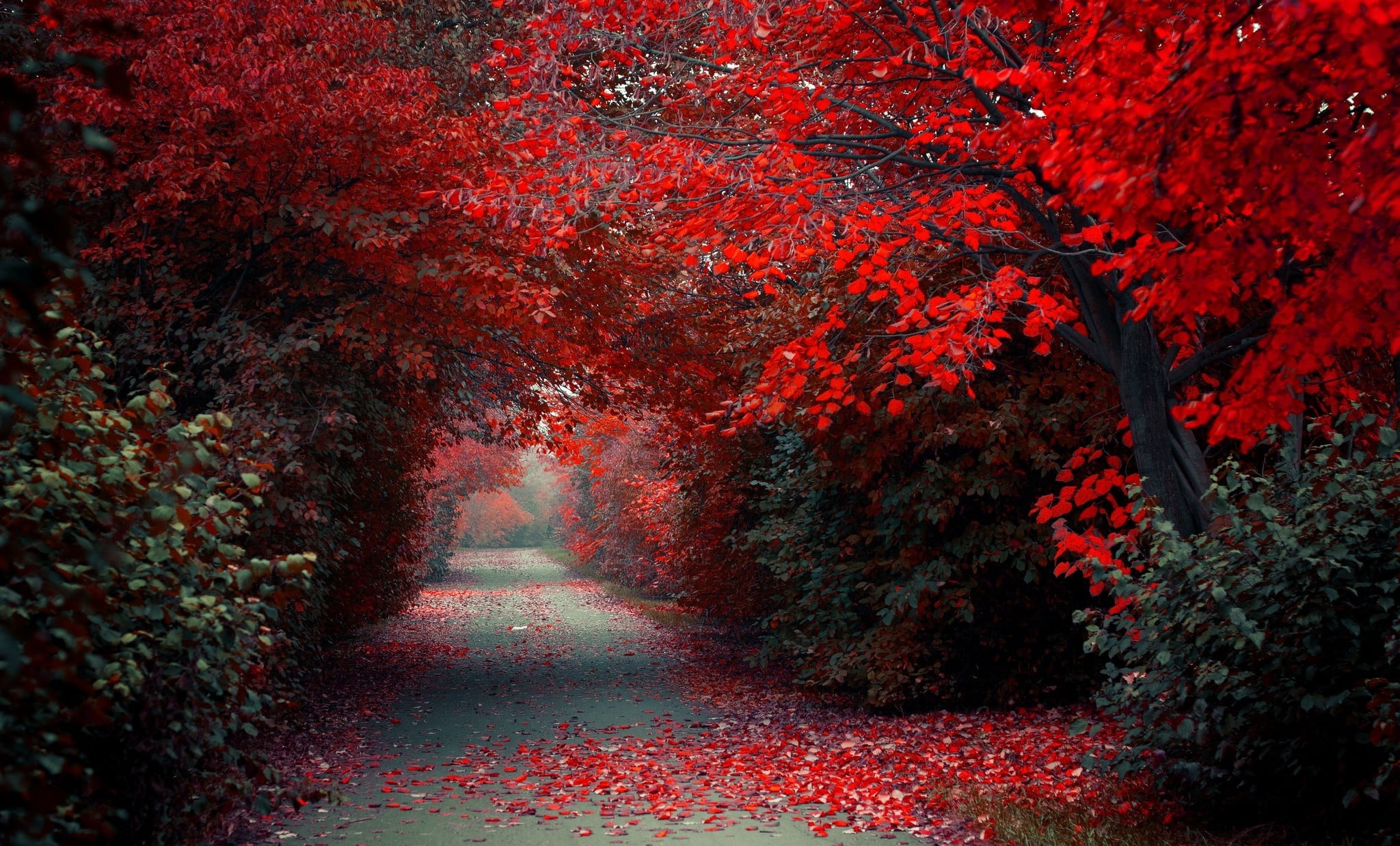HD wallpaper fall computer backgrounds red tree seat plant change   Wallpaper Flare