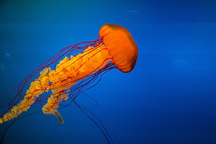 jelly fish under on water HD wallpaper