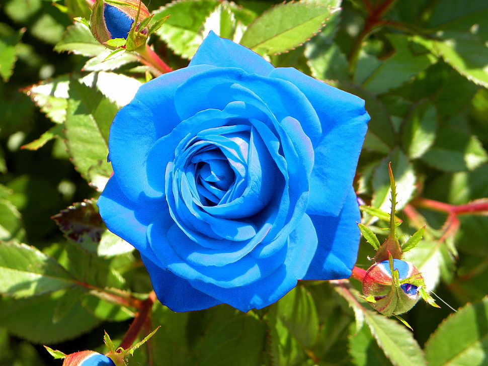 close up photography of blue Rose HD wallpaper
