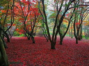 landscape photo of red leaf trees