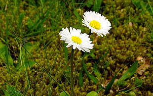 two white-and-yellow daisy flowers
