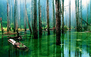 brown trees standing on green water rainforest photo