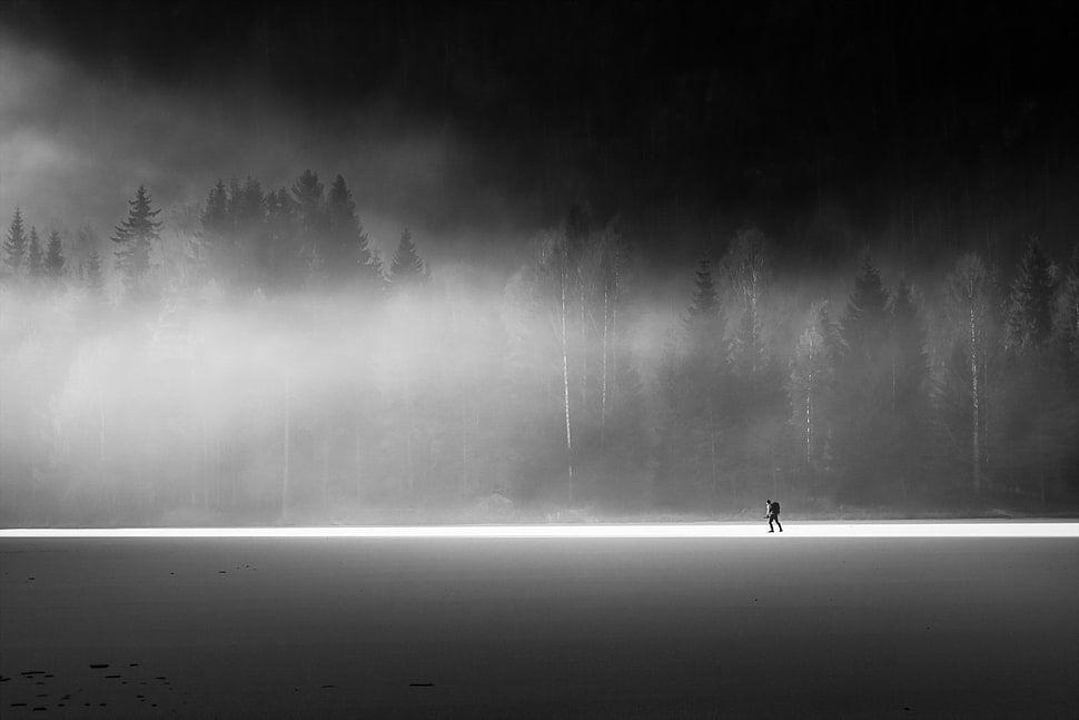 pine tree lot, landscape, mist HD wallpaper
