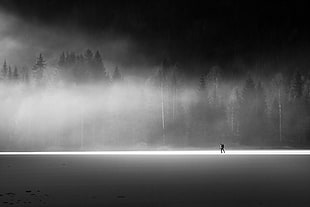 pine tree lot, landscape, mist