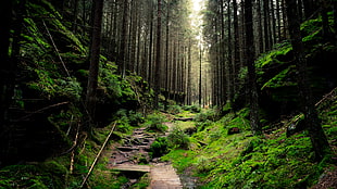woodland stream photo HD wallpaper