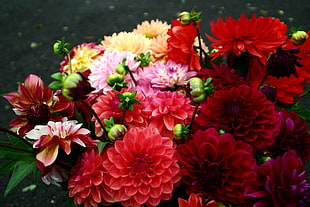closeup photo of red and pink Dahlia flowers