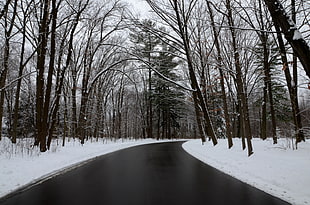 road in between leafless trees during winter