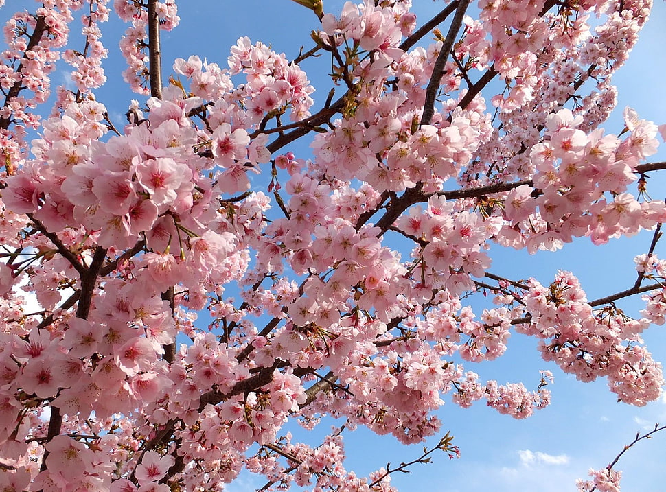 cherry blossom tree HD wallpaper