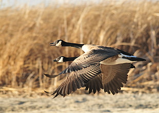 two mallard duck flying across field during daytime, canada geese