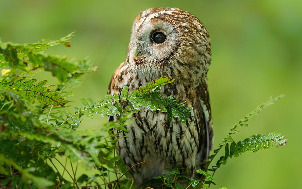 brown owl on branch HD wallpaper