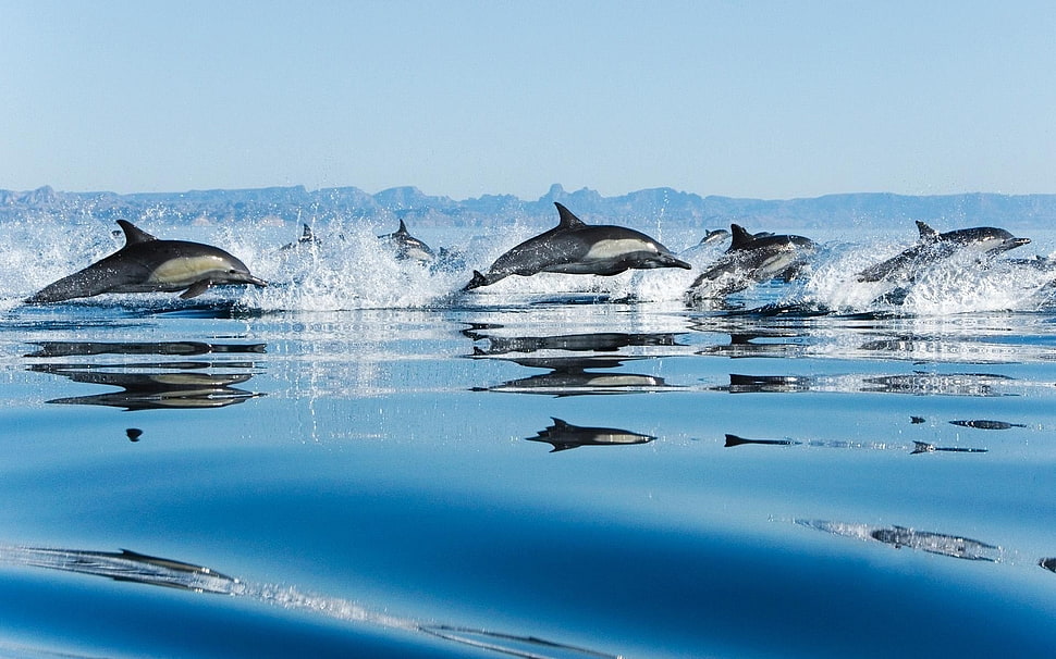 Dolphins swimming on ocean HD wallpaper