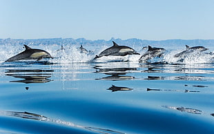 Dolphins swimming on ocean